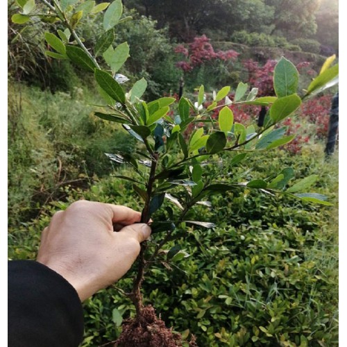 【大量供應】蚊母小苗價格 中華蚊母小苗價格 小葉蚊母小苗