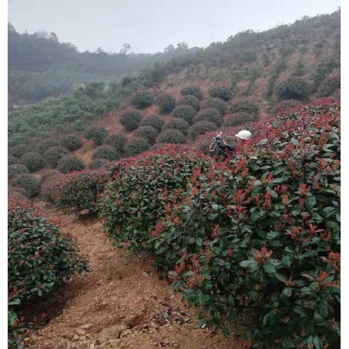 紅葉石楠球價格 紅葉石楠價格 紅葉石楠樹價格