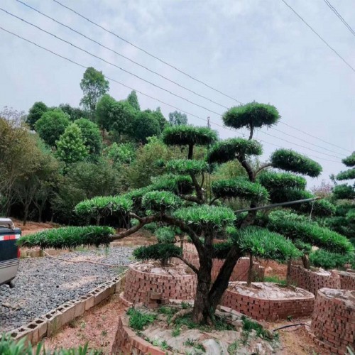 特形羅漢松價格 羅漢松樁價格