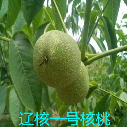 核桃苗 核桃樹(shù)苗