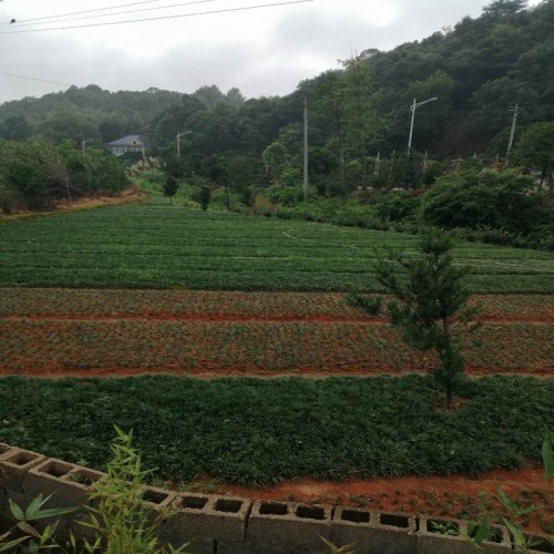 玉龍草 玉龍草價格