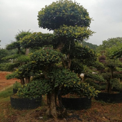 欏木石楠價格 各種規格欏木石楠樁價格 造型欏木石楠樁價格