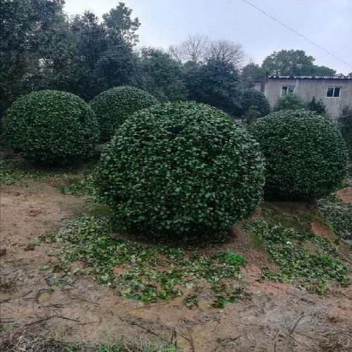 茶花 茶花球 茶花球價格 各種規格茶花球批發 高桿茶花樹