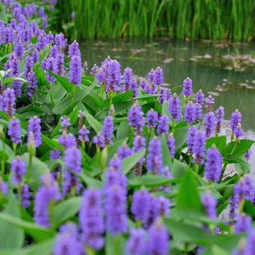 梭魚草價(jià)格 水生植物梭魚草