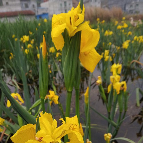 黃花鳶尾價格 大量供應(yīng)黃花鳶尾