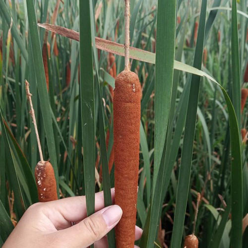 直銷香蒲 香蒲價格 種植基地