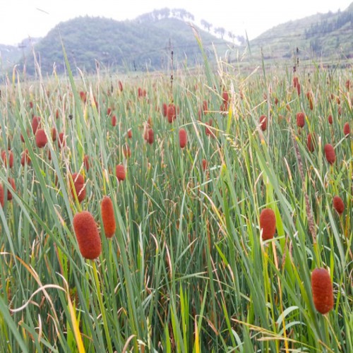 香蒲 香蒲價格 種植基地