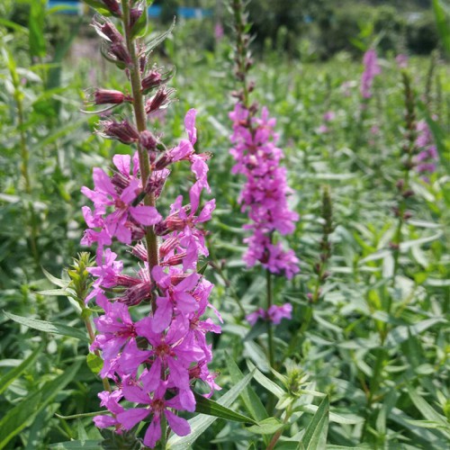 千屈菜價格 供應千屈菜