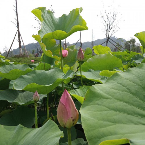 荷花 荷花價格 供應(yīng)荷花苗