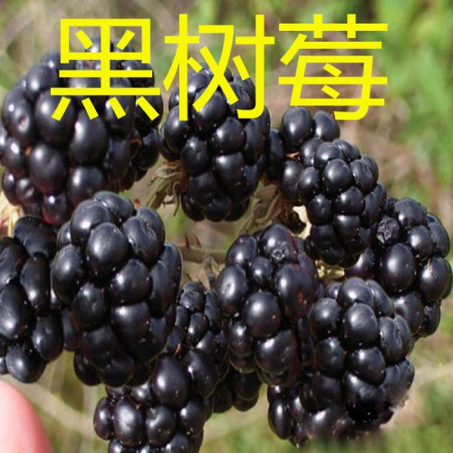 樹(shù)莓苗 黑樹(shù)莓苗