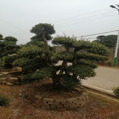 蚊母價格 蚊母樁價格 造型蚊母 中華蚊母樹價格 蚊母盆景