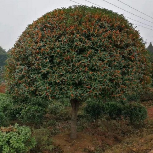 基地直銷 17-18-19-20公分桂花樹 桂花樹價格