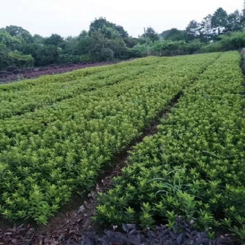 春鵑價格 春鵑小苗價格 杜鵑小苗 毛鵑小苗 春鵑球 杜鵑球