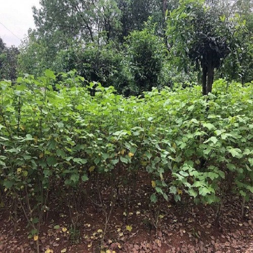 木芙蓉價格 芙蓉花價格 各種規格木芙蓉批發價格