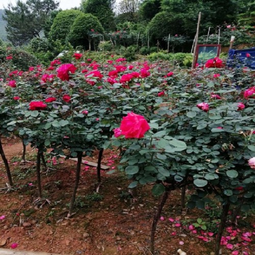 月季花 月季花價格 小花月季 高桿月季 月季花杯苗 藤本月季