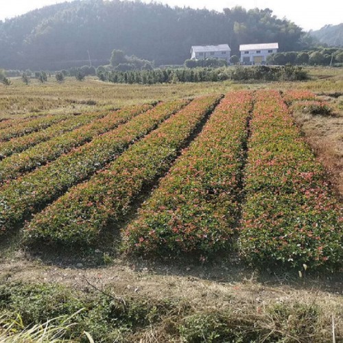 紅葉石楠小苗價格 紅葉石楠樹苗木廠家商品批發價格