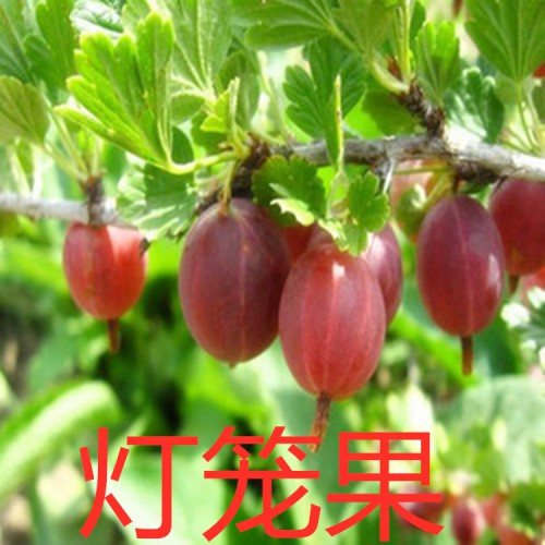 燈籠果樹(shù)苗 燈籠果苗