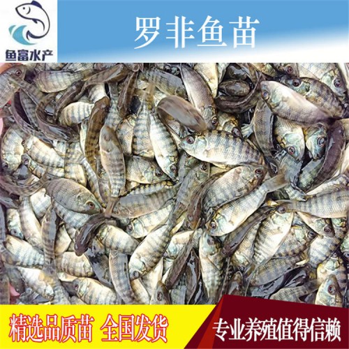 羅非魚苗 水產(chǎn)廠家