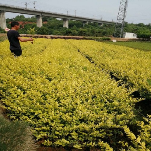 大量供應金葉女貞 金葉女貞小苗價格 金葉女貞價格