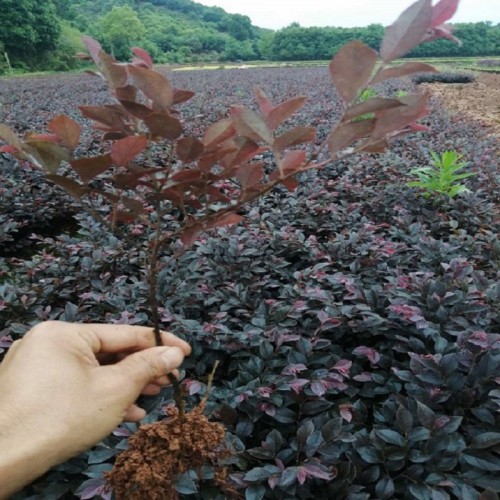 紅花繼木小苗價格 紅繼木小苗價格 紅桎木小苗