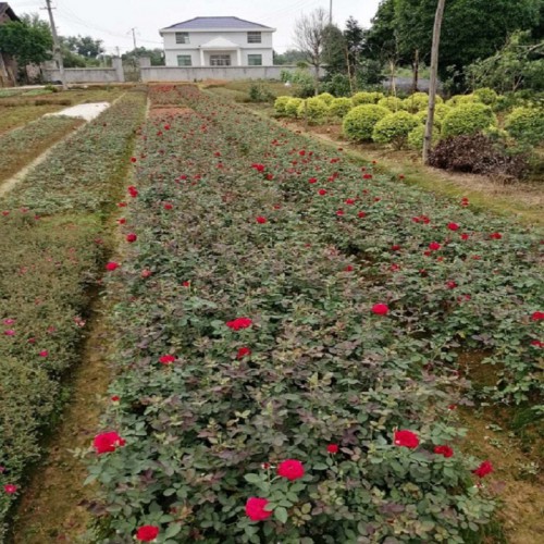 月季花 月季花價(jià)格 小花月季 高桿月季 月季花杯苗 藤本月季