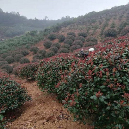 紅葉石楠球價(jià)格 紅葉石楠價(jià)格 紅葉石楠樹價(jià)格 紅葉石楠小苗