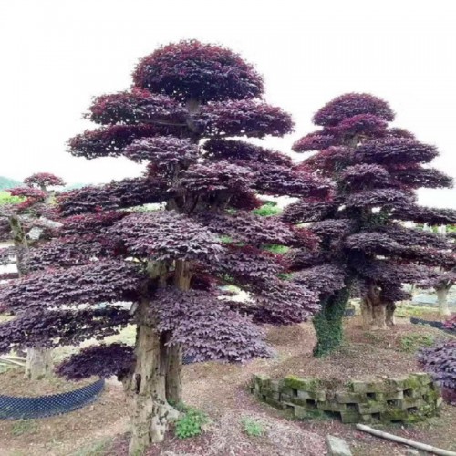 造型紅花繼木 綠化苗樹廠家 紅花繼木樁價(jià)格 紅花檵木樁景