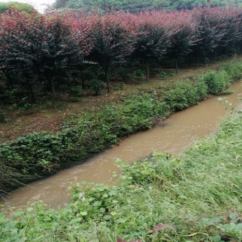 紅葉李 紅葉李價格 紫葉李價格 各種規(guī)格紅葉李批發(fā)價格