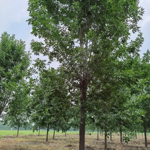 白蠟樹苗圃 速生白蠟樹苗 綠化風景速生白蠟