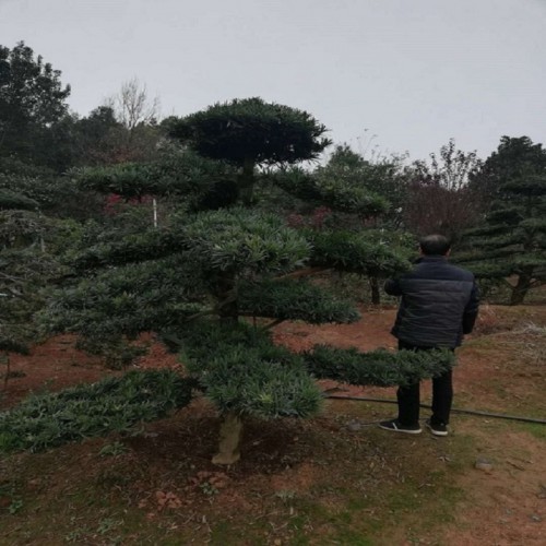 造型羅漢松價格 羅漢松樁價格 羅漢松樁景價格 羅漢松價格