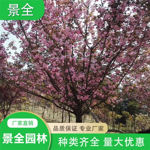 櫻花價(jià)格 8-12公分櫻花 櫻花批發(fā)