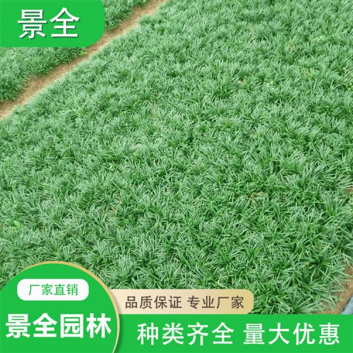 玉龍草價(jià)格  耐熱玉龍草 常綠玉龍草