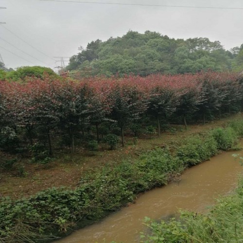 紅葉李  紅葉李價格 3-5-8-10公分紅葉李