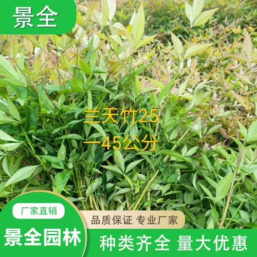 大量供應南天竹小苗  南天竹小苗價格  基地批發