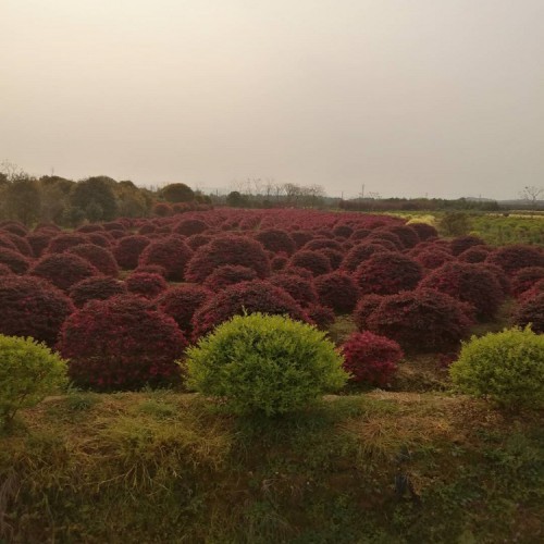 紅花繼木球價格  80-100-120-280公分紅花繼木球