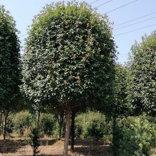 【勝予】基地直銷紅葉石楠價格 大量供應紅葉石楠樹