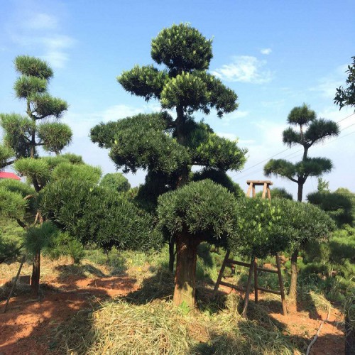 【勝予苗木】基地直銷羅漢松樁價格 大量供應造型羅漢松