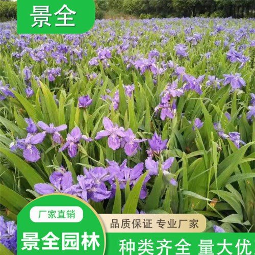 藍(lán)花鳶尾 鳶尾價(jià)格 水生鳶尾  量大優(yōu)惠