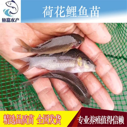 荷花鯉魚苗廠家