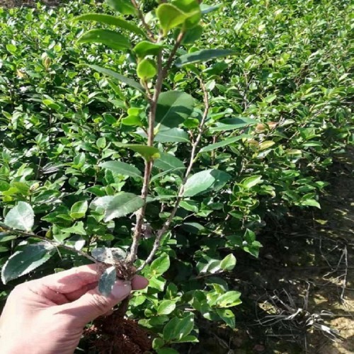 大量供應茶梅小苗價格  基地直銷茶梅 勝予苗木