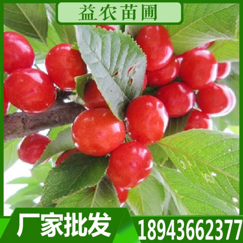 大櫻桃苗 大櫻桃樹(shù)苗