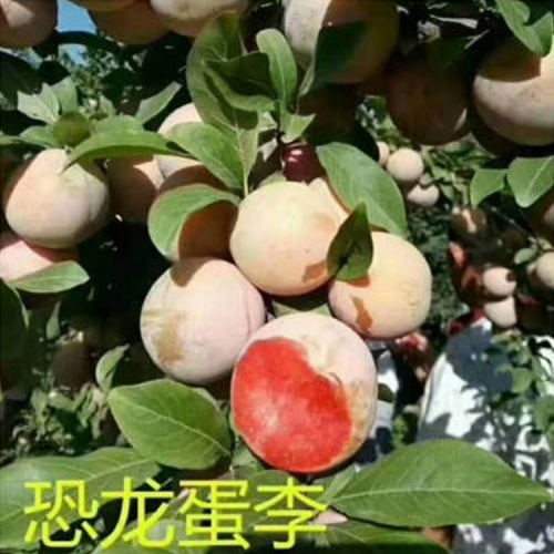 李子苗批發基地 種植李子苗 李子苗價格