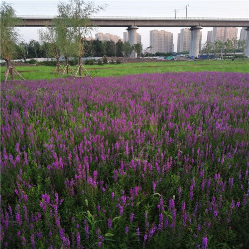 千屈菜 千屈菜培育基地