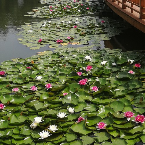 水生植物睡蓮 睡蓮苗