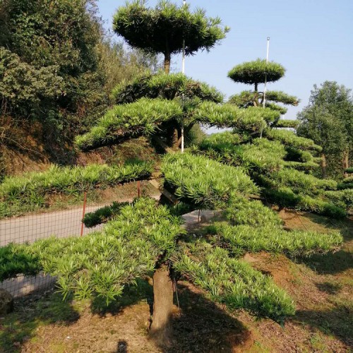 羅漢松批發(fā)價格 基地直銷羅漢松樁價格 造型羅漢松 勝予苗木