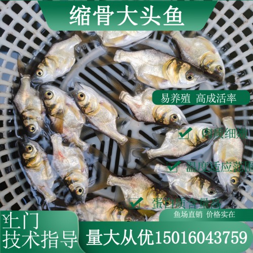 縮骨大頭魚苗 縮骨鳙魚苗 縮骨花鰱魚苗批發(fā)供應(yīng)