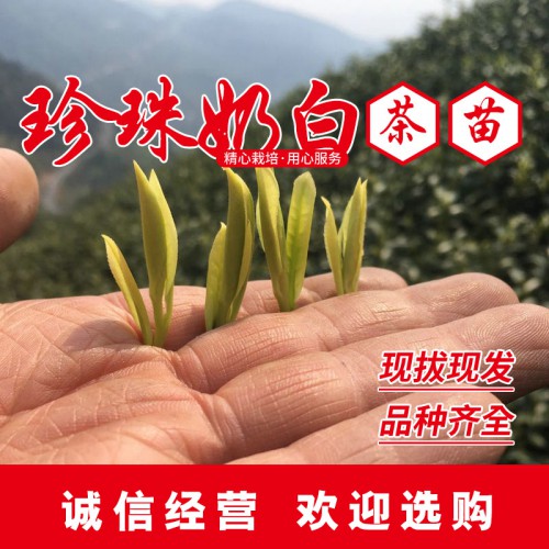 珍珠奶白茶苗