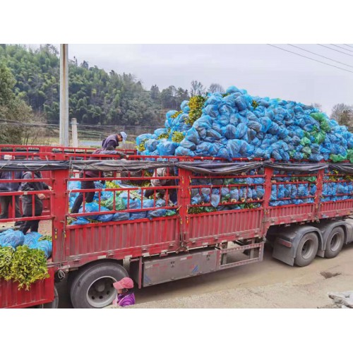 黃金芽茶苗 黃茶苗 余姚黃金芽 黃金芽茶葉茶樹(shù)苗