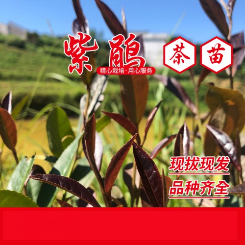 紫鵑茶苗 紫鵑茶葉茶樹(shù)苗 紫茶苗 紅茶苗