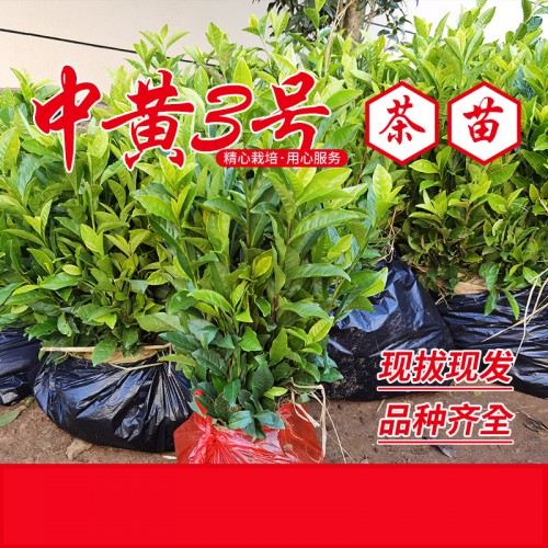 中黃3號(hào)茶苗 中黃3號(hào)茶樹(shù)苗 中黃3號(hào)茶葉苗 黃茶苗